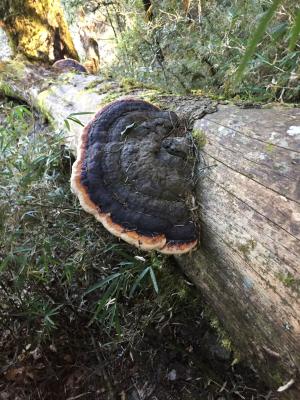 <a href="https://taieol.tw/muse/digi_object/aeefd2b955cdfdd228adfd9cbd9673e9" target="_blank">松生擬層孔菌／By：alexsu／iNaturalist</a>
