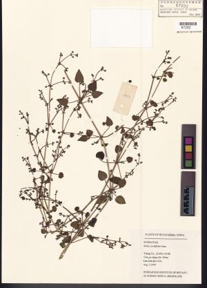 <a href="https://brmas.openmuseum.tw/muse/digi_object/b905fa0a315adb27b9968f928b72f0ee" target="_blank">紅藤仔草／中央研究院生物多樣性研究博物館植物標本館 (HAST)</a>