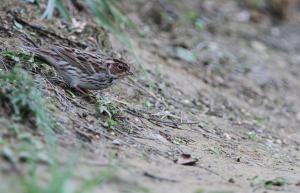 <a href="https://taieol.tw/muse/digi_object/64150aeeef8d9ce12268cab016da9a5c" target="_blank">小鵐／By：modrawnu1984／iNaturalist</a>