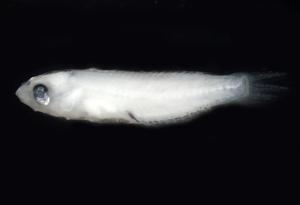 <a href="https://brmas.openmuseum.tw/muse/digi_object/4af78dad966f0882d3b45c43d69c4ea3" target="_blank">小鼻綠鸚哥魚／中央研究院生物多樣性研究博物館動物標本館 (ASIZ)</a>