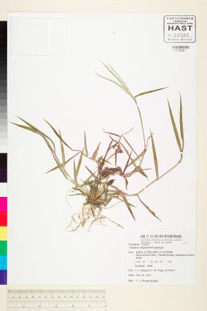 <a href="https://brmas.openmuseum.tw/muse/digi_object/b9270809027403a79587ec8e8553f72e" target="_blank">短穎馬唐／中央研究院生物多樣性研究博物館植物標本館 (HAST)</a>