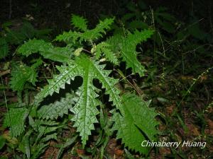 <a href="https://taieol.tw/muse/digi_object/2e6e233ba7bf4de9c4f9eae9faf66108" target="_blank">蠍子草／By：chinaberryhuang／iNaturalist</a>