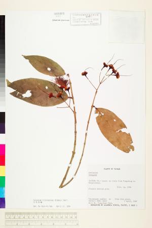 <a href="https://brmas.openmuseum.tw/muse/digi_object/b92dfe1c828ad0f6d765ba7cdf6939e7" target="_blank">大花赤楠／中央研究院生物多樣性研究博物館植物標本館 (HAST)</a>