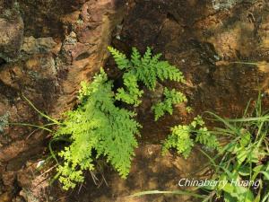 <a href="https://taieol.tw/muse/digi_object/b7e453c3603281ef04f442c6169d5d51" target="_blank">闊片烏蕨／By：chinaberryhuang／iNaturalist</a>