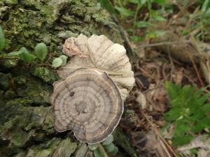 Amauroderma rugosum(假芝)