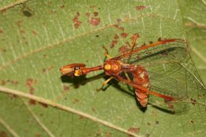 Mantispidae