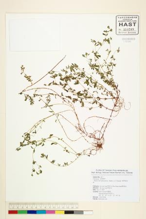 <a href="https://brmas.openmuseum.tw/muse/digi_object/b99d6bba27fb7222fc8a258de9f58169" target="_blank">短柄金絲桃／中央研究院生物多樣性研究博物館植物標本館 (HAST)</a>