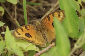 <a href="https://taieol.tw/muse/digi_object/c3b8cda9ed1f9d6122e727eb3cba3a3a" target="_blank">眼蛺蝶／By：dahlia0315／iNaturalist</a>