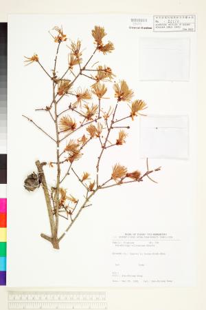 <a href="https://brmas.openmuseum.tw/muse/digi_object/b9bfae2128fed98cc38276ba7ffcba24" target="_blank">台灣黃杉／中央研究院生物多樣性研究博物館植物標本館 (HAST)</a>