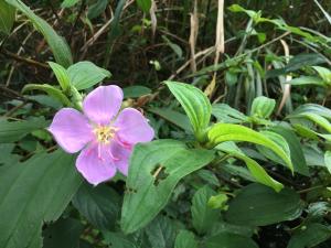 <a href="https://taieol.tw/muse/digi_object/ae645fb1b16036eafb508c8acc1fce4e" target="_blank">野牡丹／By：streamyu／iNaturalist</a>