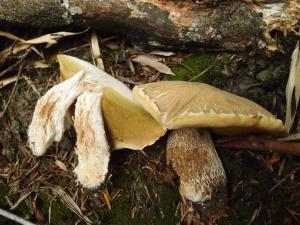 Boletus reticulatus(網柄牛肝菌)