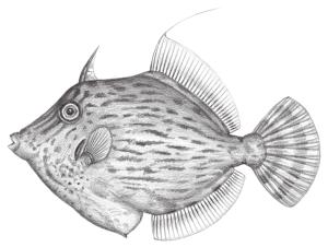 <a href="https://fishdb.sinica.edu.tw/muse/digi_object/45ec32eab92c2f3843bc5924503370a4" target="_blank">Stephanolepis cirrhifer／By：鄭義郎／鄭義郎</a>