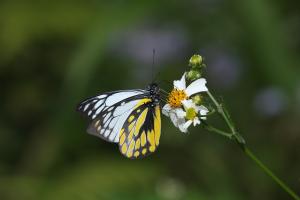 20091006_347351_Prioneris thestylis formosana_a.jpg