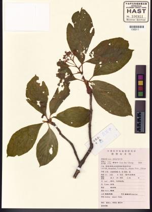 <a href="https://brmas.openmuseum.tw/muse/digi_object/b9de432955ab0a9b632a30ab9748359e" target="_blank">花楸屬／中央研究院生物多樣性研究博物館植物標本館 (HAST)</a>