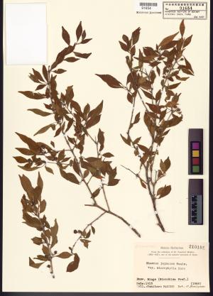 <a href="https://brmas.openmuseum.tw/muse/digi_object/b9e64ab304941b5b4b2e5d1d4184b68f" target="_blank">鼠李屬／中央研究院生物多樣性研究博物館植物標本館 (HAST)</a>