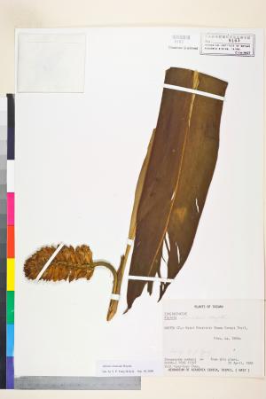 <a href="https://brmas.openmuseum.tw/muse/digi_object/b9f9f7a708b9457ca7b895bb906d83eb" target="_blank">島田氏月桃／中央研究院生物多樣性研究博物館植物標本館 (HAST)</a>