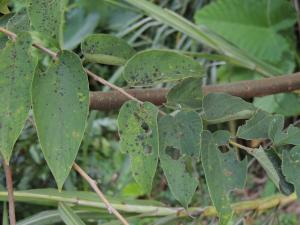 Asterina sponiae