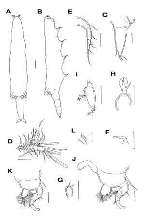 Xarifia fimbriata_雌