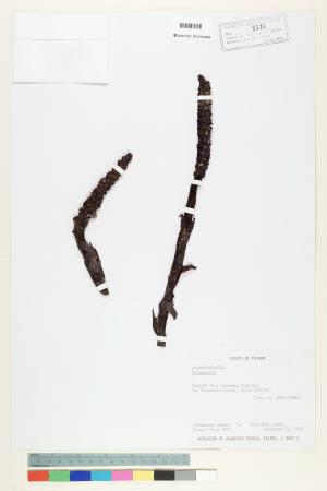 <a href="https://brmas.openmuseum.tw/muse/digi_object/ba232125664d68c4cb0fcfafbbdcda3a" target="_blank">蛇菰屬／中央研究院生物多樣性研究博物館植物標本館 (HAST)</a>