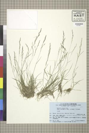 <a href="https://brmas.openmuseum.tw/muse/digi_object/ba380acdc0ffd09a94663fd6c22ae2ab" target="_blank">翦股穎／中央研究院生物多樣性研究博物館植物標本館 (HAST)</a>