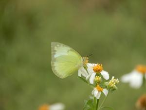 <a href="https://taieol.tw/muse/digi_object/0d605368ffe1d143aae16c946f528fe5" target="_blank">遷粉蝶／By：lava_chen／iNaturalist</a>