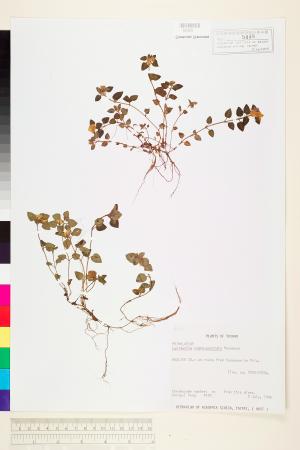<a href="https://brmas.openmuseum.tw/muse/digi_object/ba63d6203cbca15d4b9f31986ad2d43a" target="_blank">黑點珍珠菜／中央研究院生物多樣性研究博物館植物標本館 (HAST)</a>