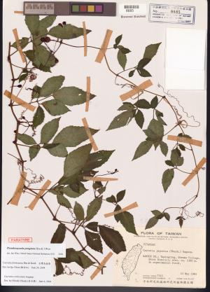 <a href="https://brmas.openmuseum.tw/muse/digi_object/ba6d8e9c187e1b3e858394b3734ca678" target="_blank">彭氏擬烏蘞莓／中央研究院生物多樣性研究博物館植物標本館 (HAST)</a>