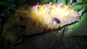 <a href="https://taieol.tw/muse/digi_object/18260cc9d3944c572ac1c8855cabe8c2" target="_blank">姬扁鍬形蟲／By：deforgotten／iNaturalist</a>