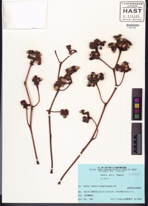 <a href="https://brmas.openmuseum.tw/muse/digi_object/ba9b7ba5a446bd168a47eebbb5ef547d" target="_blank">枳椇／中央研究院生物多樣性研究博物館植物標本館 (HAST)</a>