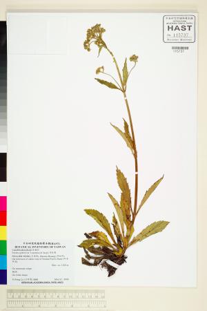 <a href="https://brmas.openmuseum.tw/muse/digi_object/baa2889ec66ae898af5571e05a11b960" target="_blank">禿敗醬／中央研究院生物多樣性研究博物館植物標本館 (HAST)</a>