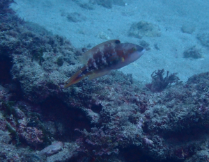 <a href="https://taieol.tw/muse/digi_object/2794f6a8bcb6e2edbfbc7fbbf3fc3730" target="_blank">雙斑尖唇魚／By：pchi45／iNaturalist</a>
