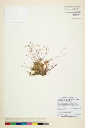 <a href="https://brmas.openmuseum.tw/muse/digi_object/baba019b106bcf17dcec4b2cdf8268c5" target="_blank">石灰岩卷耳／中央研究院生物多樣性研究博物館植物標本館 (HAST)</a>