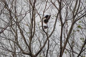 <a href="https://taieol.tw/muse/digi_object/e97682cbe053fd51974aaba7a1282d2d" target="_blank">珠頸斑鳩／By：rickyp／iNaturalist</a>