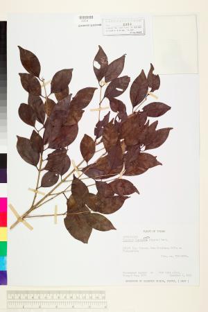 <a href="https://brmas.openmuseum.tw/muse/digi_object/bae9dcb3c69ddb11b98f948d4b1baa97" target="_blank">台灣赤楠／中央研究院生物多樣性研究博物館植物標本館 (HAST)</a>