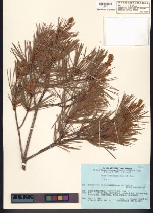 <a href="https://brmas.openmuseum.tw/muse/digi_object/baed087d6142bc8afe67b0995844477d" target="_blank">日本赤松／中央研究院生物多樣性研究博物館植物標本館 (HAST)</a>