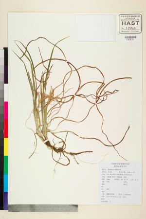 <a href="https://brmas.openmuseum.tw/muse/digi_object/bb09ea3d89bfdbb36608b4c3c0d2a84a" target="_blank">鳶尾屬／中央研究院生物多樣性研究博物館植物標本館 (HAST)</a>