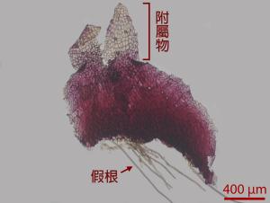 <a href="https://taieol.tw/muse/digi_object/6e08529d621096c5d60ea93d34ded4ac" target="_blank">日本紫背蘚／By：姚奎宇／太魯閣國家公園管理處</a>