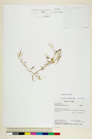 <a href="https://brmas.openmuseum.tw/muse/digi_object/bb18f32a61756e9b4ab24ac96a11618f" target="_blank">焊菜／中央研究院生物多樣性研究博物館植物標本館 (HAST)</a>