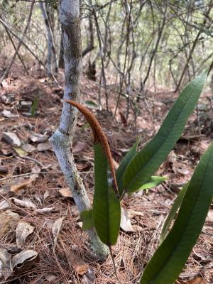 <a href="https://taieol.tw/muse/digi_object/a7fa3a3a85337fa8c545b53a27b86ca1" target="_blank">石葦／By：tonkutsuramen／iNaturalist</a>