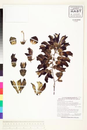 <a href="https://brmas.openmuseum.tw/muse/digi_object/bb61810654ec40b21db974f96b6da2be" target="_blank">蘭嶼血藤／中央研究院生物多樣性研究博物館植物標本館 (HAST)</a>
