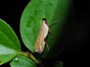 <a href="https://taieol.tw/muse/digi_object/183e8f00b1375ec92fbb9dde93a75bb4" target="_blank">Dichomeris oxycarpa／By：max822／iNaturalist</a>
