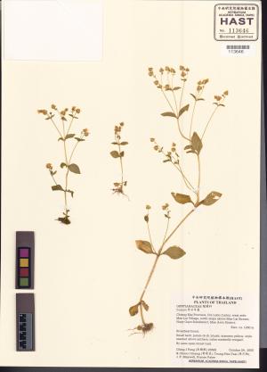 <a href="https://brmas.openmuseum.tw/muse/digi_object/bb6f64377a30ed0edd0b6c08efca7e6f" target="_blank">紫芳草屬／中央研究院生物多樣性研究博物館植物標本館 (HAST)</a>