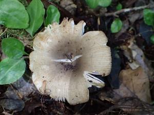 Russula pectinata(篦形紅菇)