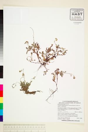 <a href="https://brmas.openmuseum.tw/muse/digi_object/bb7d65107e62a0b43d14963db30d966f" target="_blank">南湖附地草／中央研究院生物多樣性研究博物館植物標本館 (HAST)</a>