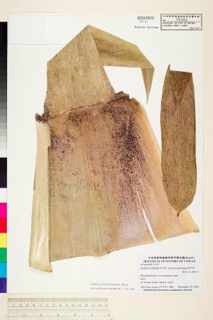 <a href="https://brmas.openmuseum.tw/muse/digi_object/bb7fe4fc16663dae138eebd7b91651ed" target="_blank">長枝竹(長枝仔竹、桶仔竹)／中央研究院生物多樣性研究博物館植物標本館 (HAST)</a>
