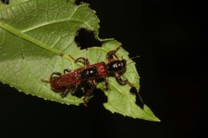 <a href="https://taieol.tw/muse/digi_object/35e1a8ab5ca9097103e6d55e15a44a97" target="_blank">Opilo formosanus／By：陳榮章／臺灣生命大百科</a>