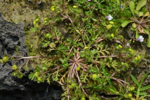<a href="https://taieol.tw/muse/digi_object/e73addbdd24578998a5cd806499ed062" target="_blank">山芫荽／By：jodyhsieh／iNaturalist</a>