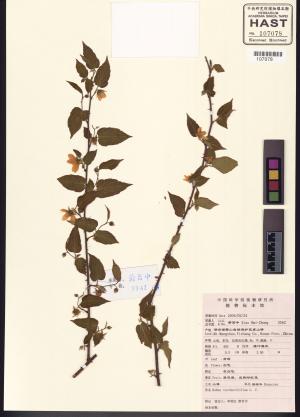 <a href="https://brmas.openmuseum.tw/muse/digi_object/bbb645bba69fdb643de3d444312fcab8" target="_blank">變葉懸鉤子／中央研究院生物多樣性研究博物館植物標本館 (HAST)</a>