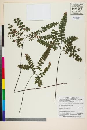 <a href="https://brmas.openmuseum.tw/muse/digi_object/bbbe8f9687eab2d4ca26ec78d461893a" target="_blank">扇葉鐵線蕨／中央研究院生物多樣性研究博物館植物標本館 (HAST)</a>