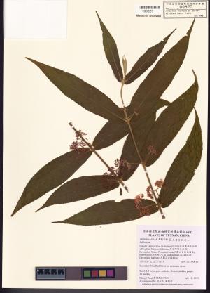 <a href="https://brmas.openmuseum.tw/muse/digi_object/bbda6eb1215b3edd03a64dcb94895f5d" target="_blank">紫珠屬／中央研究院生物多樣性研究博物館植物標本館 (HAST)</a>